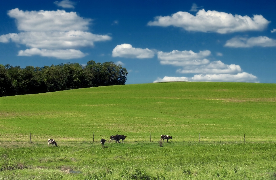 Landschaft baum natur gras