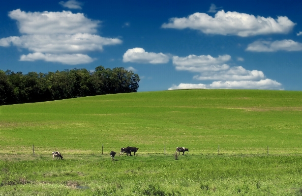 Landschaft baum natur gras Foto