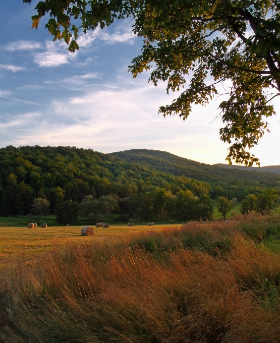 Paesaggio albero natura foresta