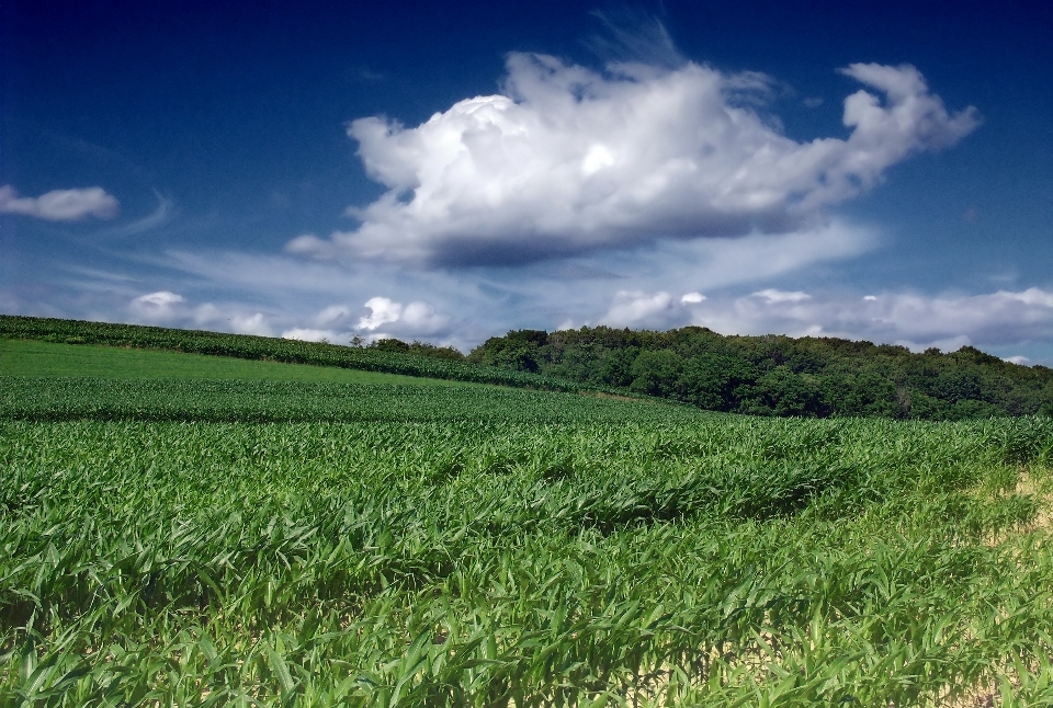 Landscape grass horizon cloud