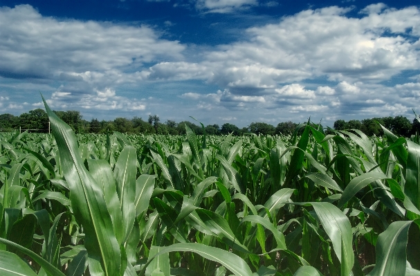 Landscape plant sky field Photo