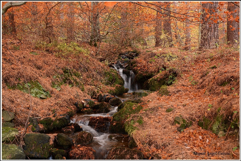 Bosque rock cascada desierto
