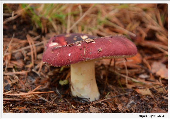 Soil mushroom fauna fungus Photo