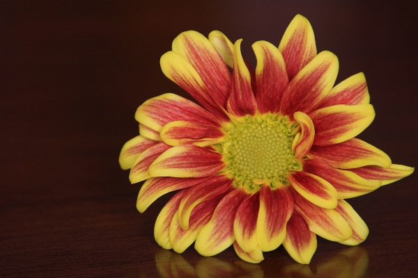 Plant flower petal yellow Photo