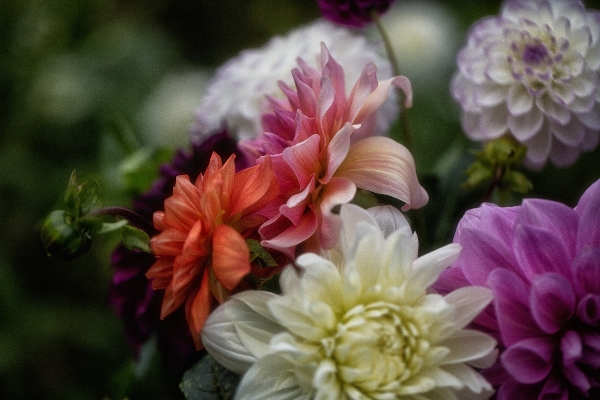 Blossom plant flower petal Photo