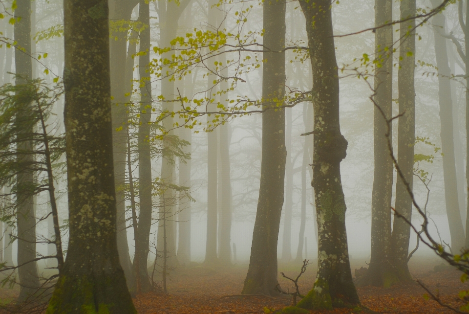 Drzewo natura las oddział