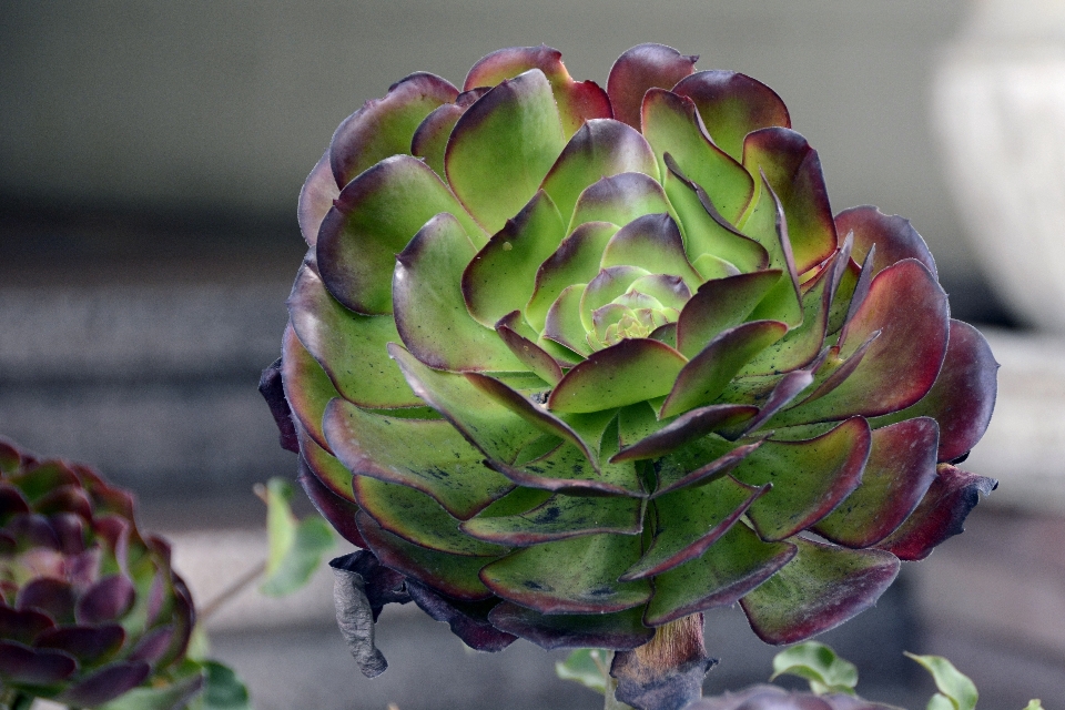 Plant photography leaf flower