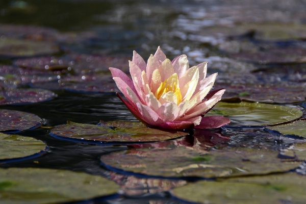 Water nature blossom plant Photo