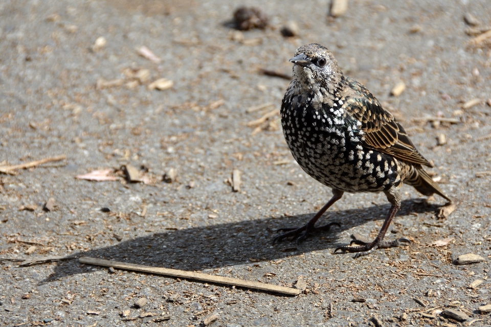 Alam burung sayap bintang