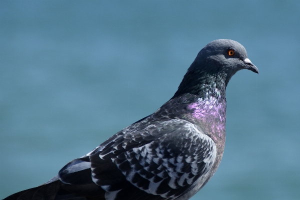 自然 鳥 羽 動物 写真