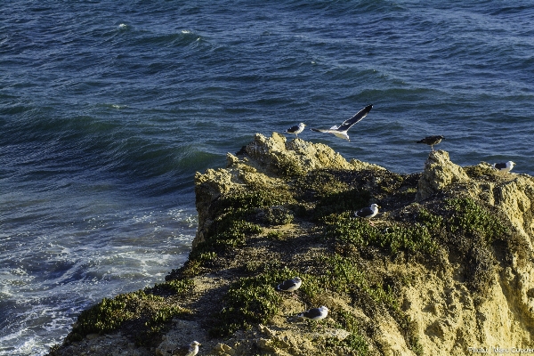 海 海岸 rock 海洋 写真