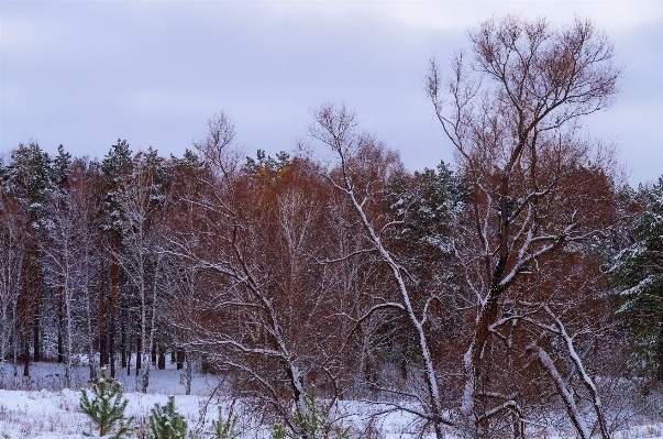 Landscape tree nature forest Photo