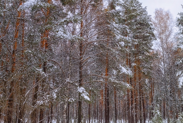 Landscape tree nature forest Photo