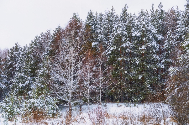 Landscape tree nature forest Photo