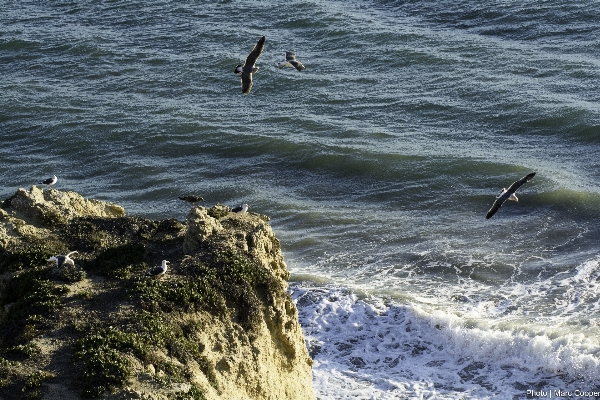 ビーチ 海 海岸 海洋 写真