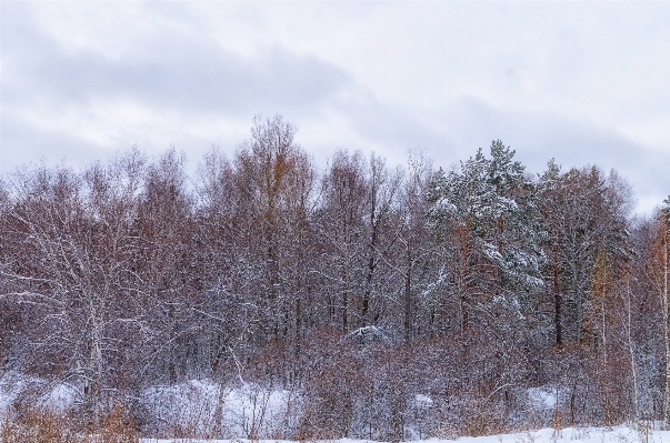 Landscape tree nature forest Photo