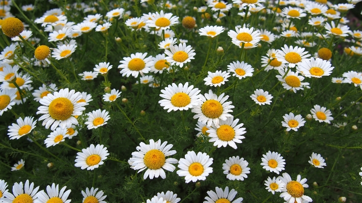 Grass plant field lawn Photo