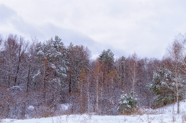 Landscape tree nature forest Photo