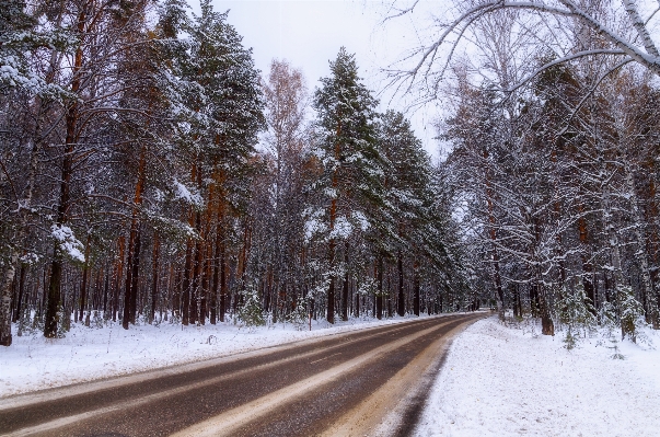 Tree nature forest snow Photo