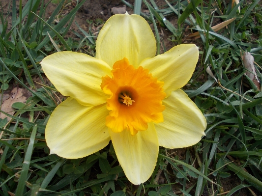 Nature plant flower petal Photo