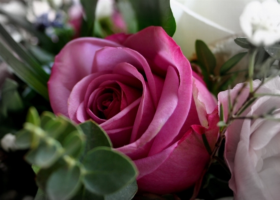 Blossom plant flower petal Photo