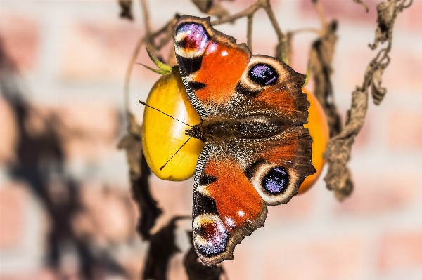 Nature photography flower wildlife Photo