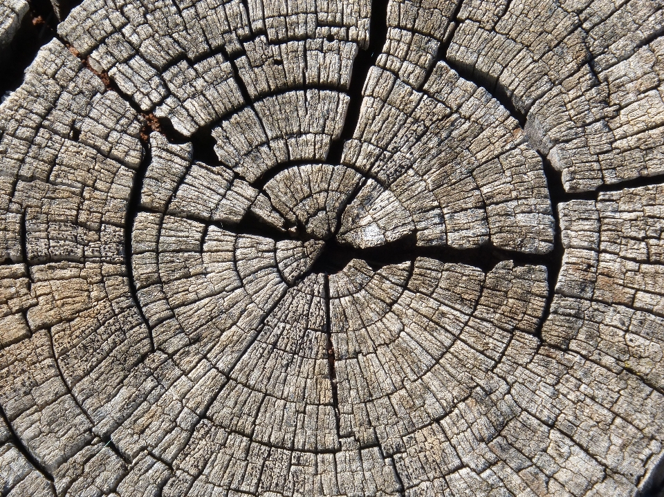 árbol planta madera textura