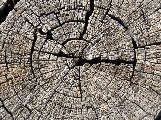 Tree plant wood texture Photo