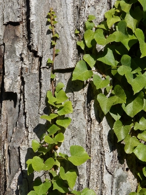 Tree branch plant vine Photo