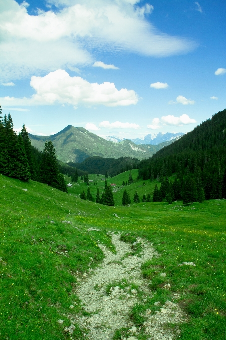 Paesaggio albero natura erba