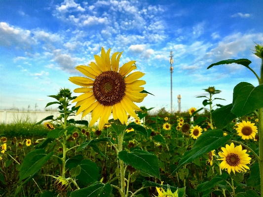 自然 植物 空 分野 写真