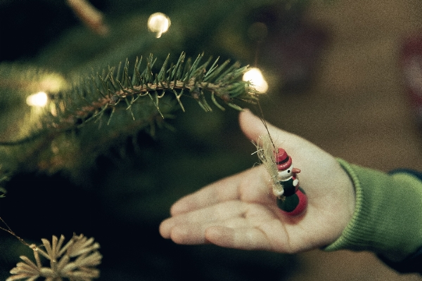 Hand tree branch winter Photo