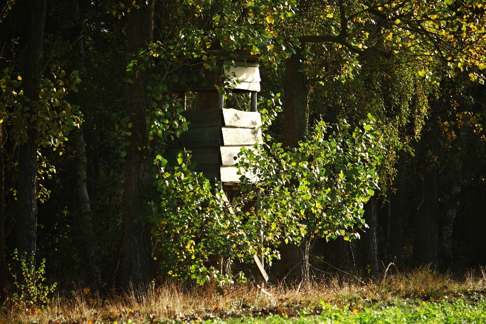 árbol naturaleza bosque césped