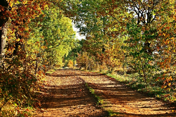 Фото пейзаж дерево природа лес