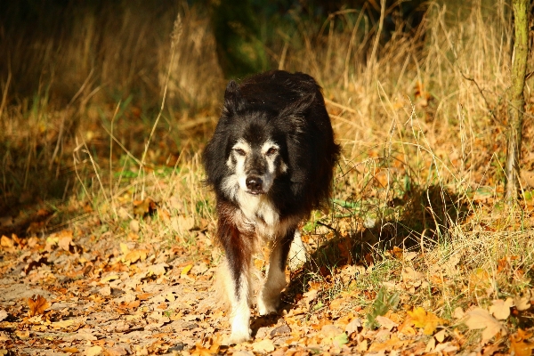 Foto Anjing margasatwa collie
 peliharaan