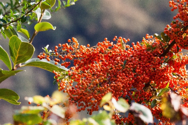 Foto Pohon alam cabang mekar