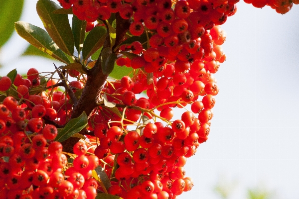 Zweig blüte anlage frucht Foto