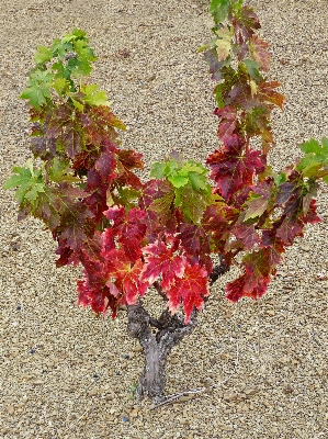 Tree blossom plant vine Photo