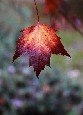 Photo Arbre nature bifurquer hiver