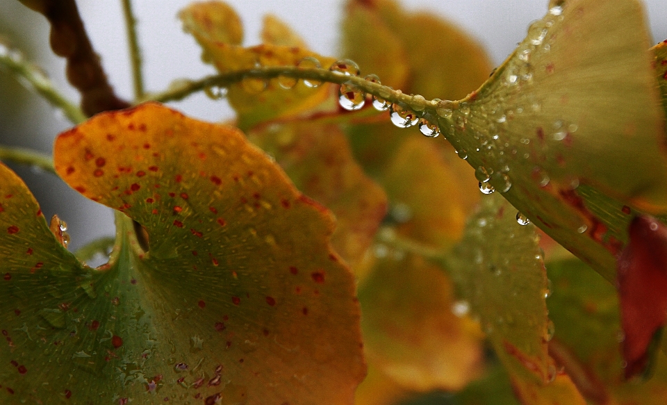 Tree water nature branch