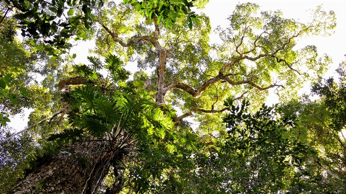 Foto Albero foresta ramo pianta