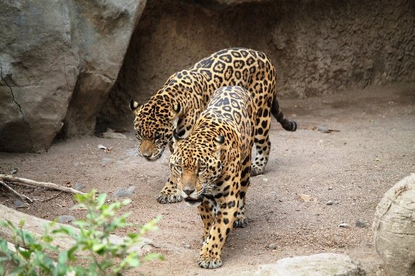 Nature animal wildlife zoo Photo