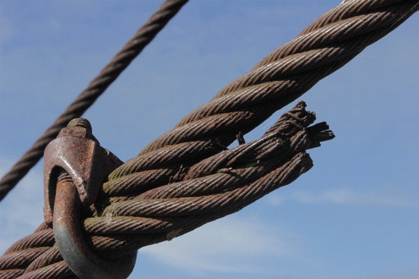 Branch rope wing cable Photo