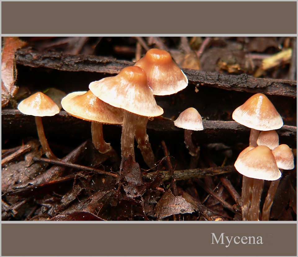 Mushroom fauna fungus fungi