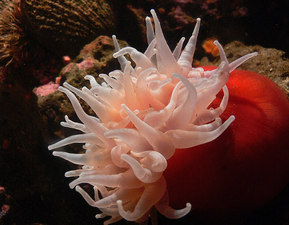 Nature flower underwater biology