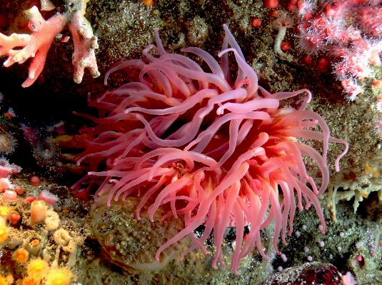 Nature underwater biology jellyfish Photo