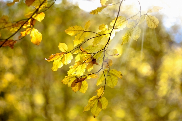 Tree nature forest branch Photo