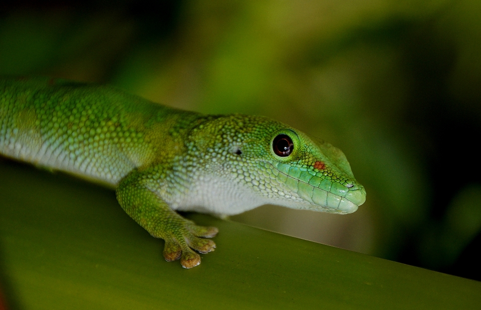 Yaban hayatı yeşil sürüngen fauna