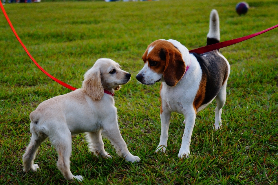 Rumput matahari terbenam anjing berjalan