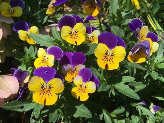 Plant flower petal spring Photo